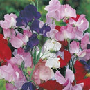 Sweet Pea Mammoth Value Pack Seed