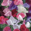 Sweet Pea Old Fashioned