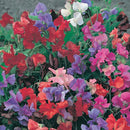 Sweet Pea Potted Fragrance Semi Dwarf