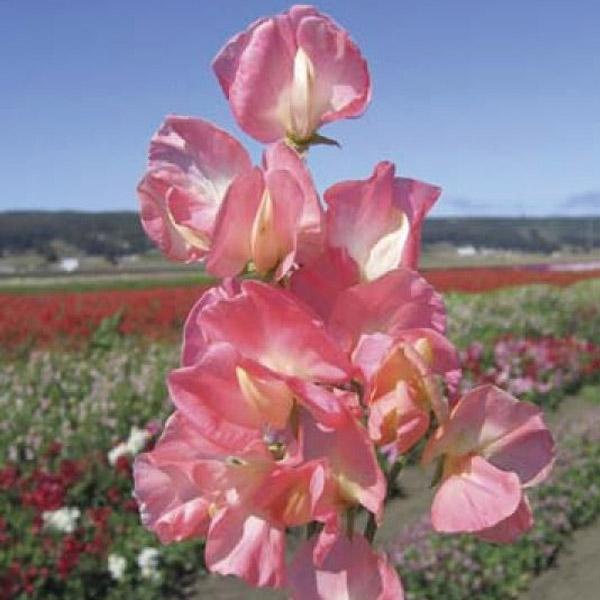 Sweet Pea Princess Elizabeth Seed