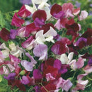 Sweet Pea Perfume Mix Seed