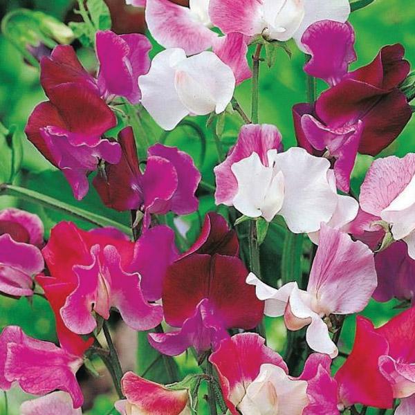 Sweet Pea Bicolour Mix Seed