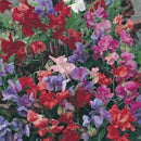 Sweet Pea Bijou Mix Seed