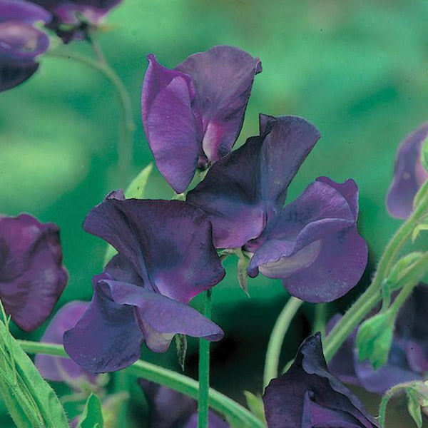 Sweet Pea Blue Reflections