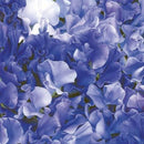 Sweet Pea Singing The Blues Seed