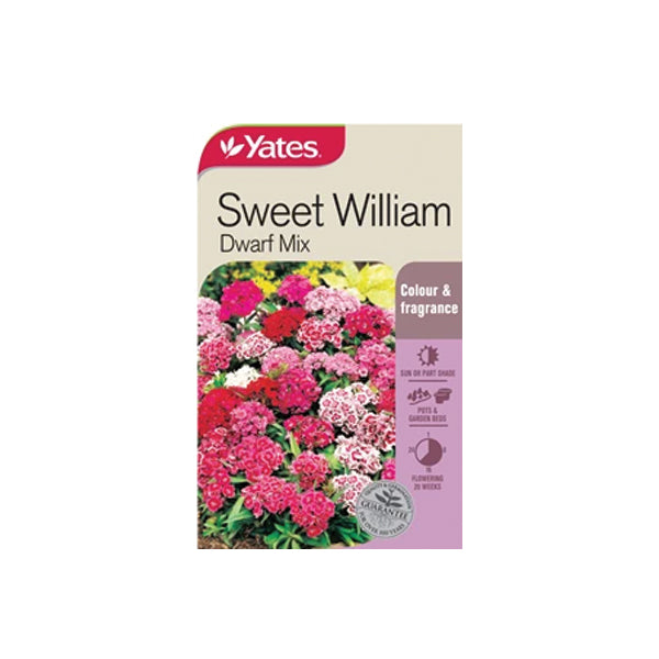 Sweet William Dwarf Mix