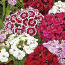 Sweet William Dwarf Mix