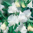 Sweet Pea Brilliant Fragrance