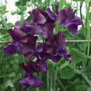 Sweet Pea Liquorice