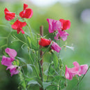 Sweet Pea Original