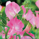 Sweet Pea Pink Diana