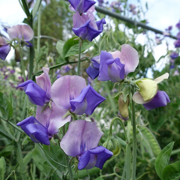 Sweet Pea Erewhon Flower Punnet