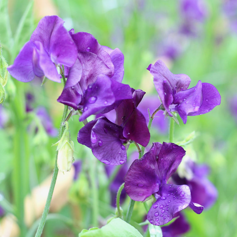 Sweet Pea My Navy Flower Punnet