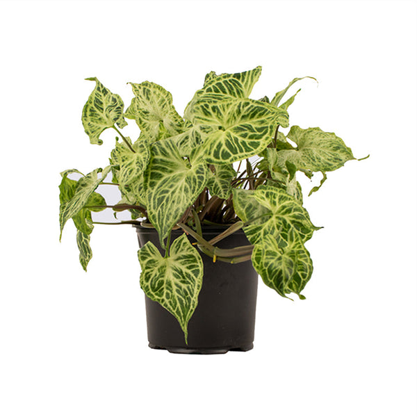 Syngonium Batik -12CM
