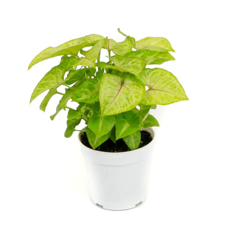 Syngonium Golden Allusion - 12CM