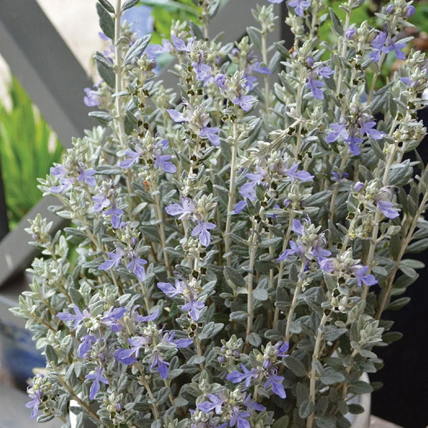 Teucrium Silver Box - 1.9L