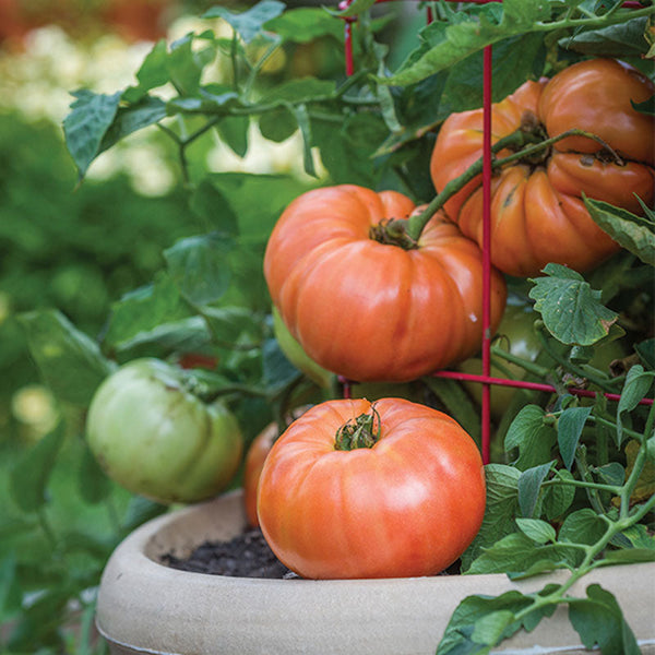 Tomato Beefsteak Vegetable Punnet