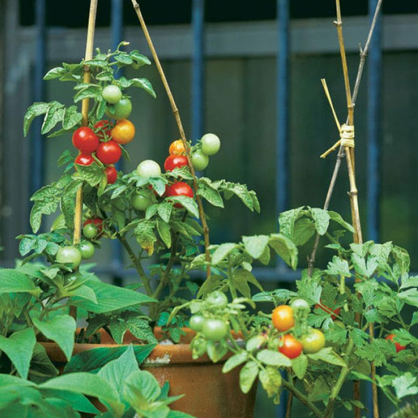 Tomato Dwarf Vegetable Punnet