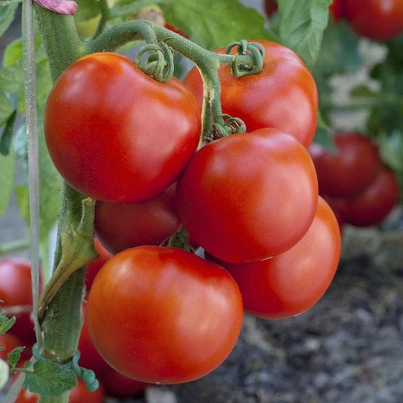 Tomato Early Girl Vegetable Punnet