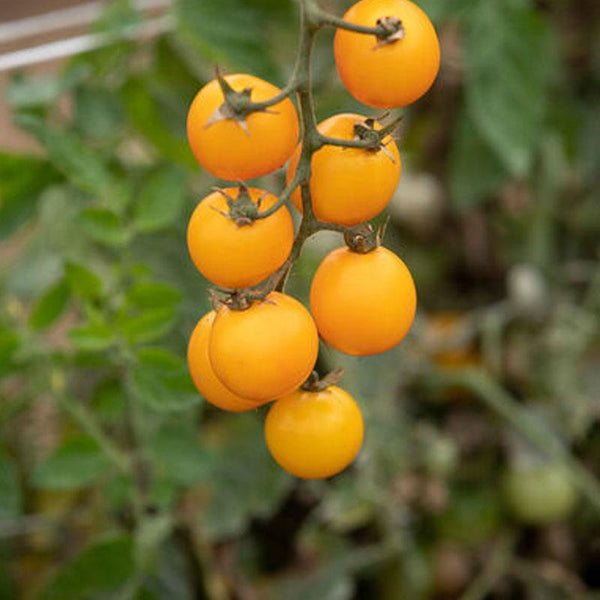 Tomato Gold Nugget Cherry - 10CM