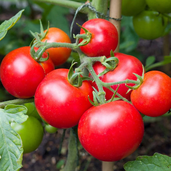 Tomato Money Maker Vegetable Punnet