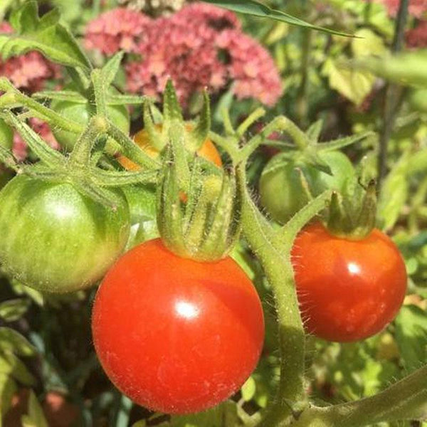 Tomato Rambling Italian Roma Vegetable Punnet