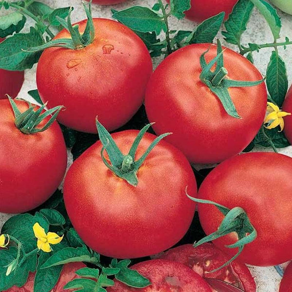 Tomato Russian Red Vegetable Punnet