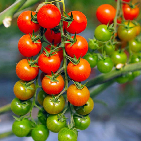 Tomato Sweet 100 Vegetable Punnet