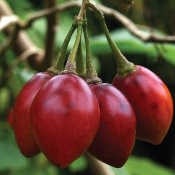 Tamarillo Laird's Large