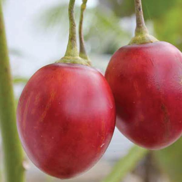 Tamarillo Tango - 1.9L