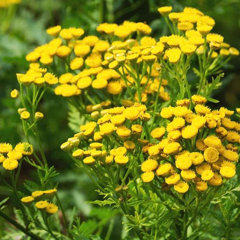 Tansy  - 10CM