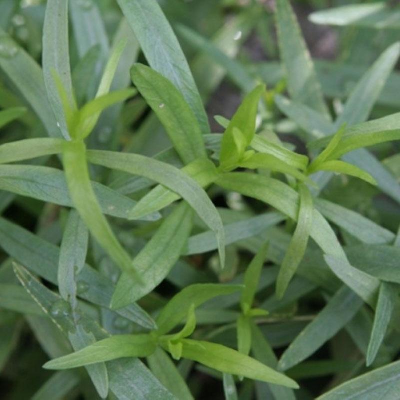 Tarragon French - 10CM