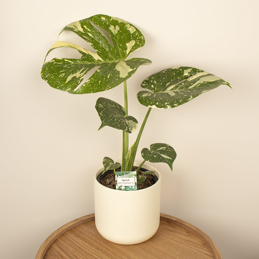 monstera plant nz Monstera “THAI CONSTELLATION''