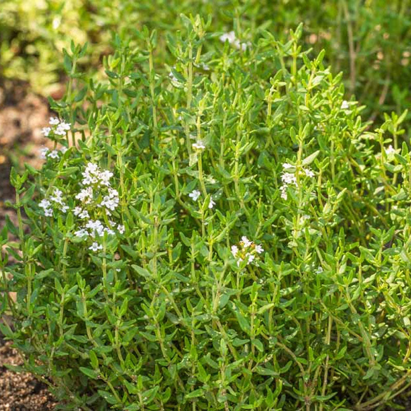 Thyme Common  - 10CM