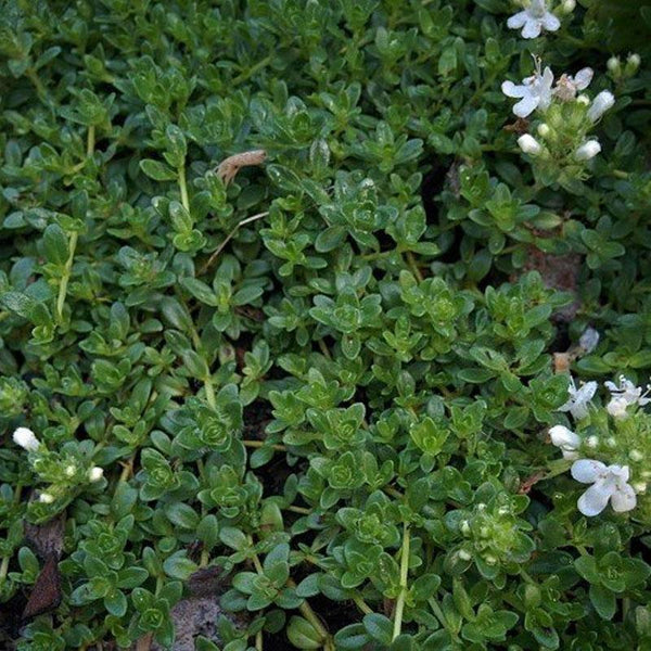 Thyme Emerald Carpet  - 10CM