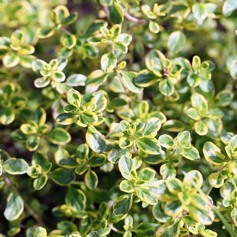 Thyme Golden Variegated  - 10CM