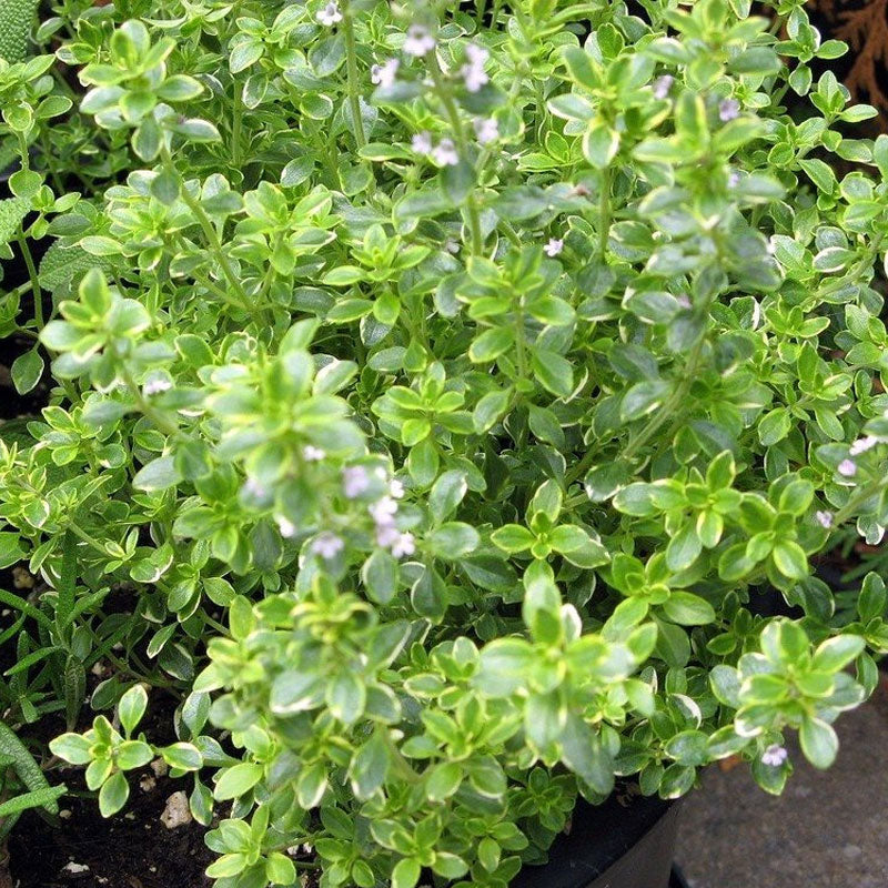 Thyme Lemon - 10CM