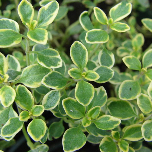 Thyme Lemon Variegated  - 10CM