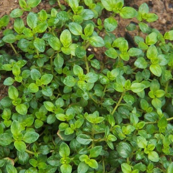 Thyme Pizza - 12.5CM