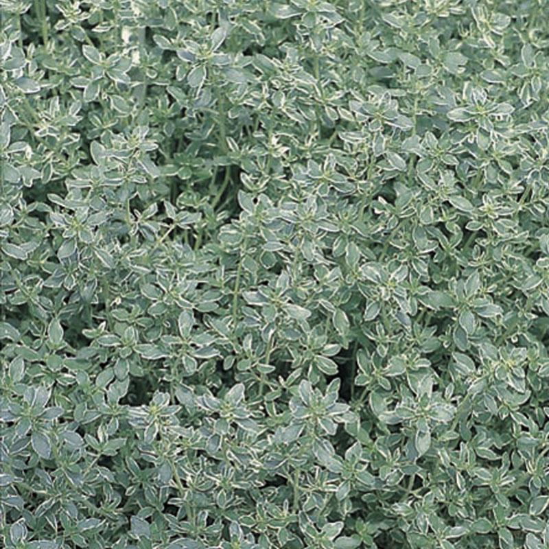Thyme Silver  - 10CM