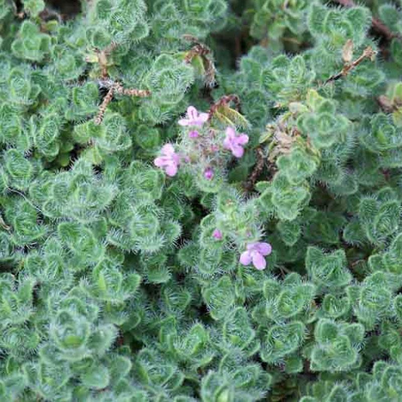 Thyme Woolly - 10CM