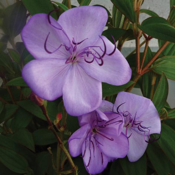 Tibouchina Blue Moon - 2.4L