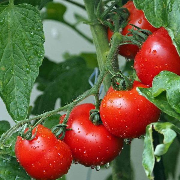 Tomato Grosse Lisse Vegetable Punnet
