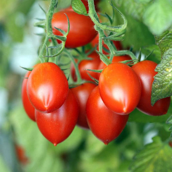 Tomato Roma Acid Free Vegetable Punnet