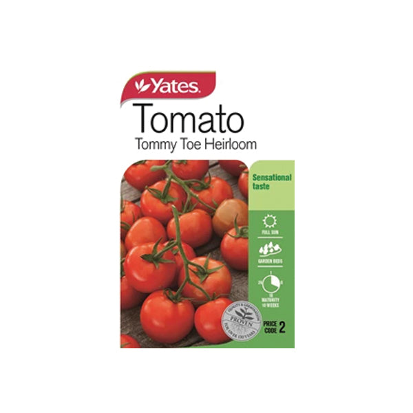 Tomato Tommy Toe Heirloom