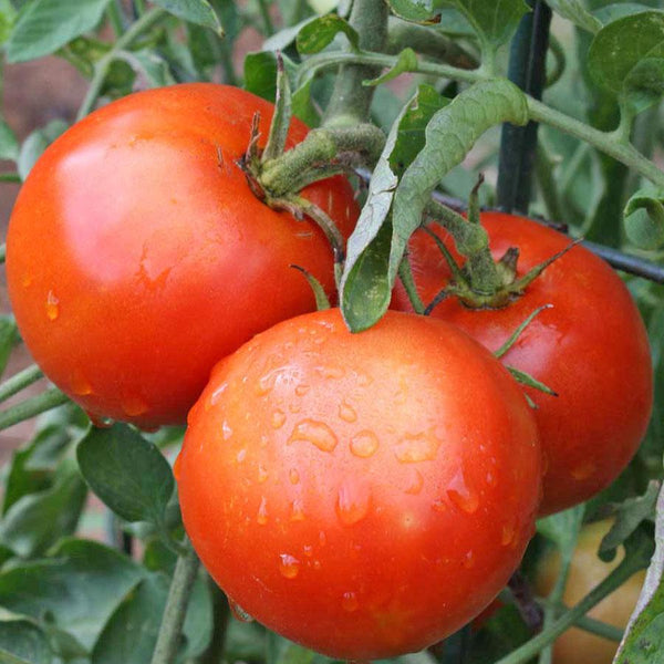 Grafted Tomato Dr Walter - 1.3L