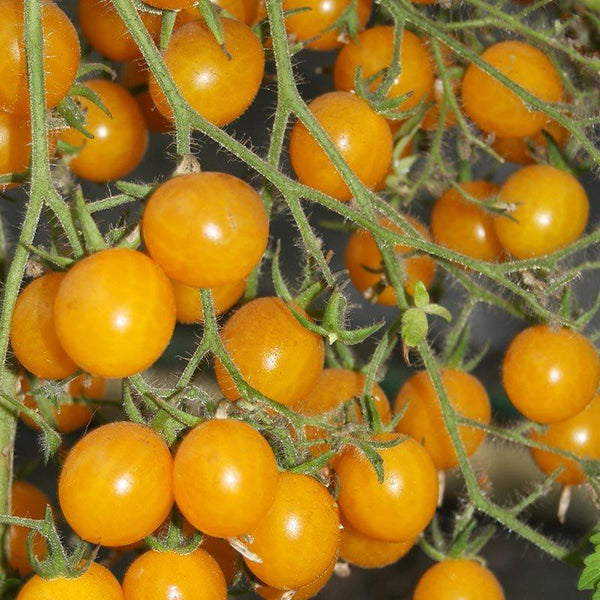 Grafted Tomato Yellow Cherry - 1.3L