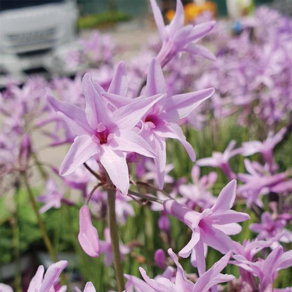 Tulbaghia Dark Star - 14cm