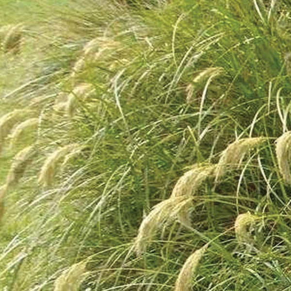 Native Tussock Grass