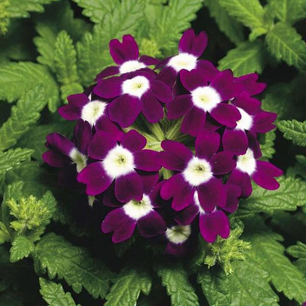 Verbena Cascading Burgundy Eye Flower Punnet